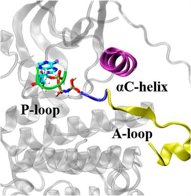 Uncovering the Mechanism of Drug Resistance Caused by the T790M Mutation in EGFR Kinase From Absolute Binding Free Energy Calculations